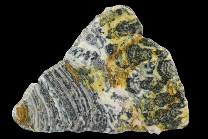 Proterozoic Age Columnar Stromatolite (Asperia) Slab - Australia #96288